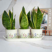 Gardening Company Set of 3 Floral Design Metal Planters with Tray