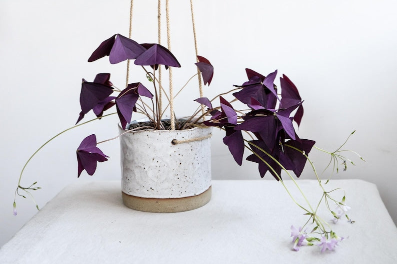 Speckled Clay Hanging Planter Pot in Glossy White Glaze