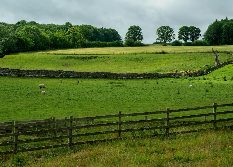Green field with sheep, wooden fence, and trees under a cloudy sky
